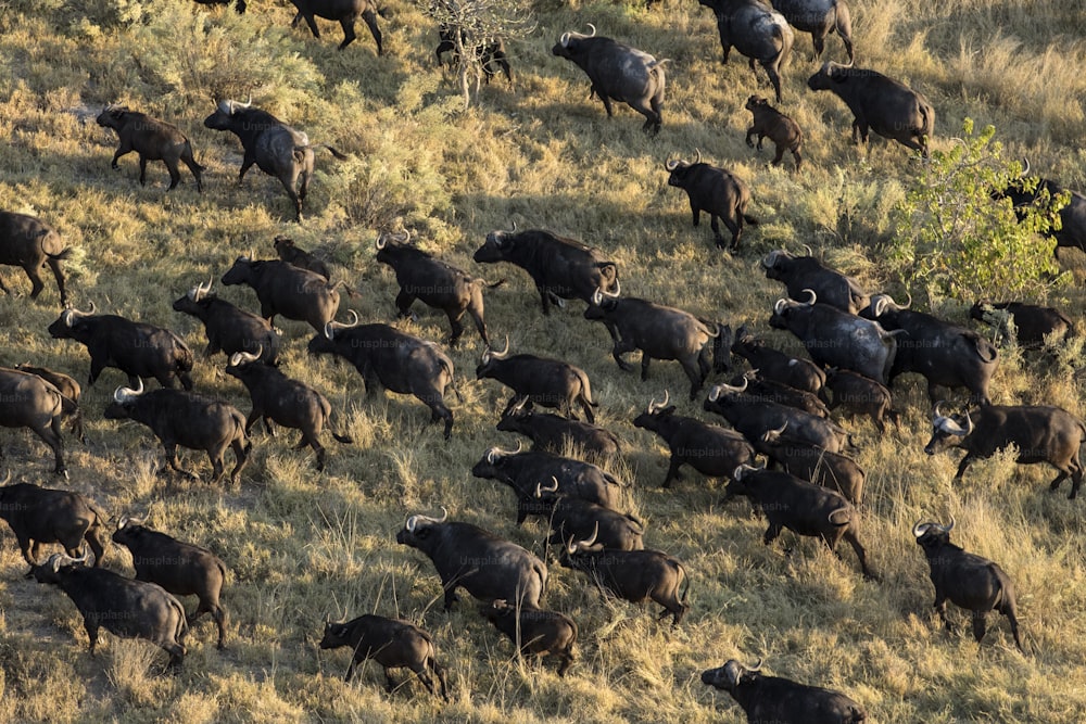 Buffalo herd in the Okavango Delta