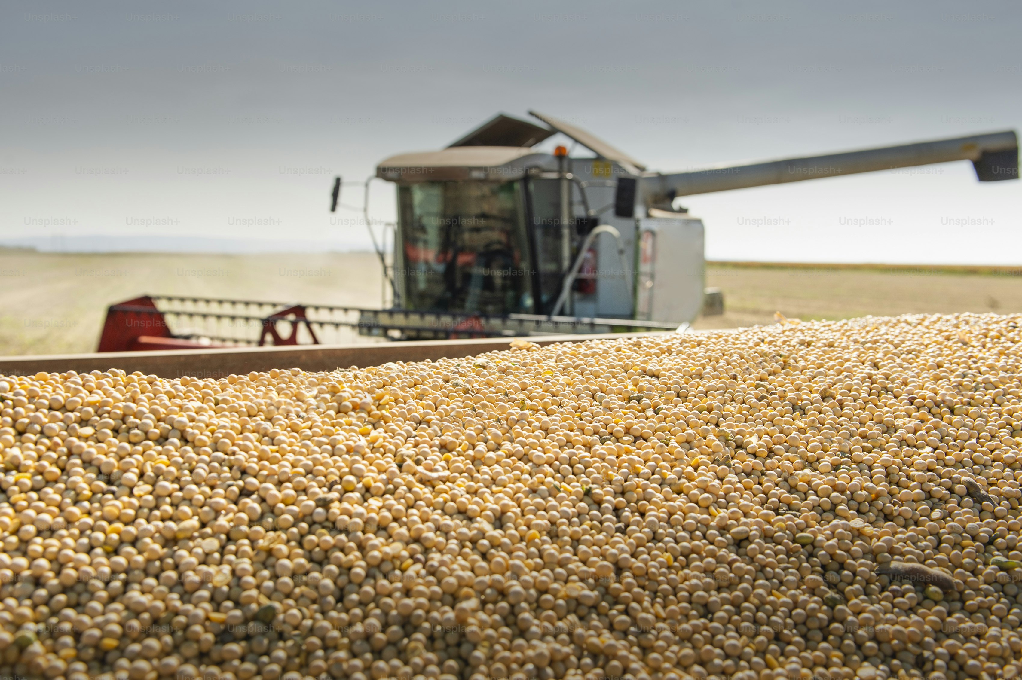 Grain auger of combine pouring soy bean into tractor trailer