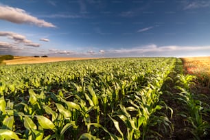 Open corn field at sunset.Corn field .