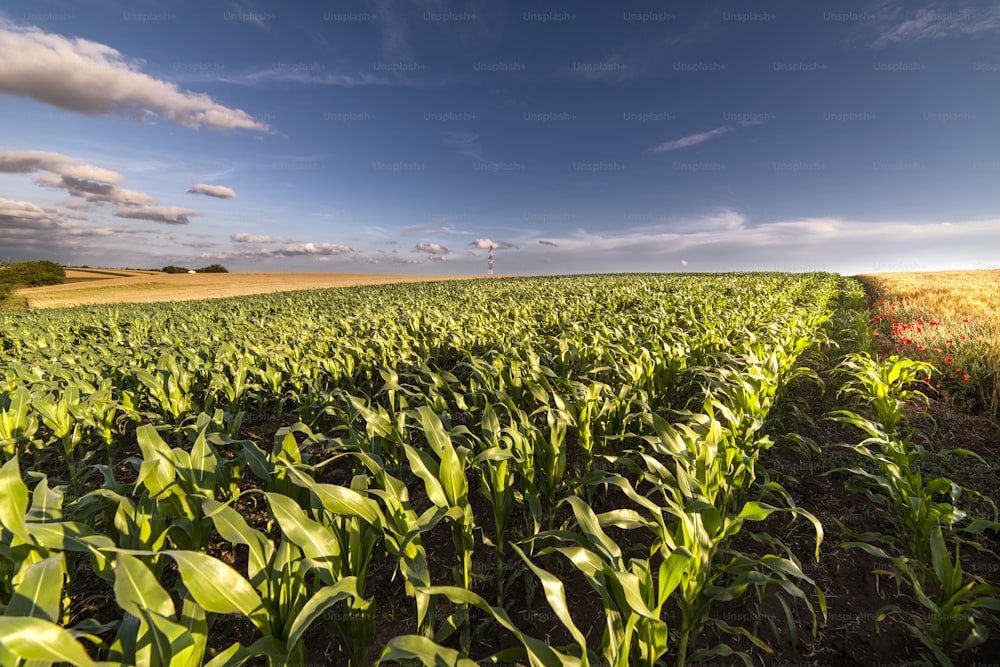 Open corn field at sunset.Corn field .