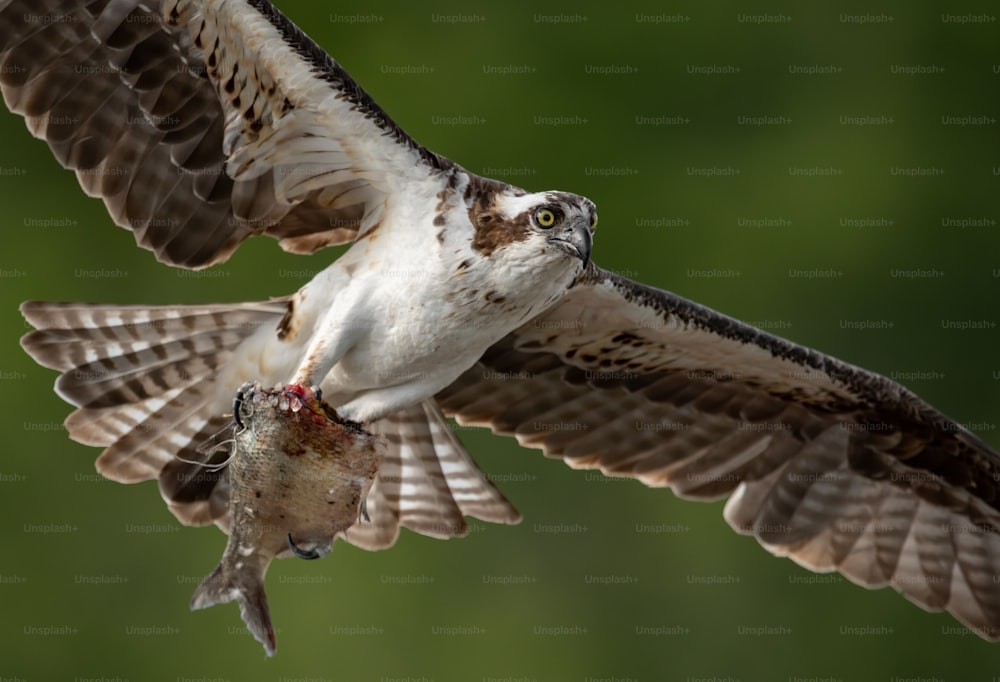 An osprey in Southern Florida