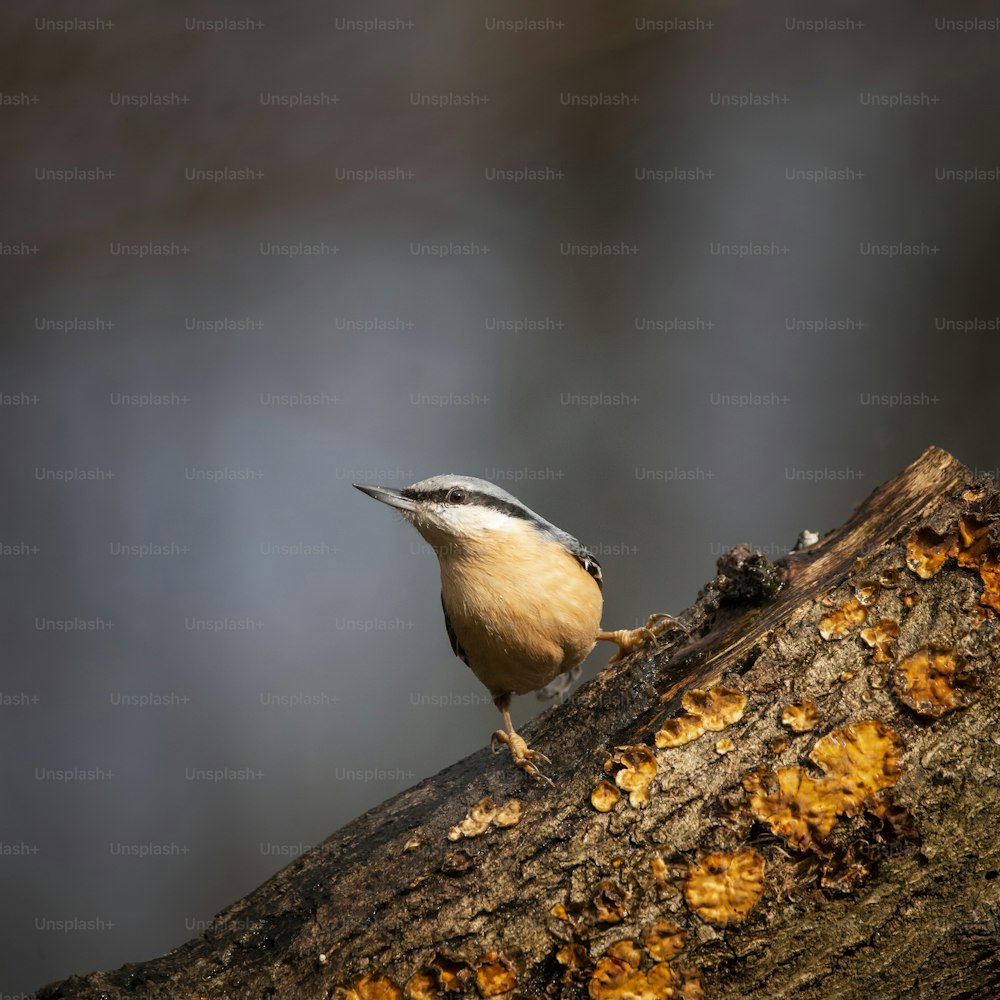 Bello sull'uccello del giardino del picchio muratore Sitta Europaea in sole primaverile sul ramo nell'albero