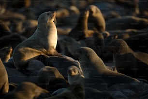 Fur Seal in the Cape Cross Colony on the Skeleton Coast of Namibia.