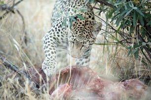 Leopardo su un facocero ucciso nel fitto sottobosco.