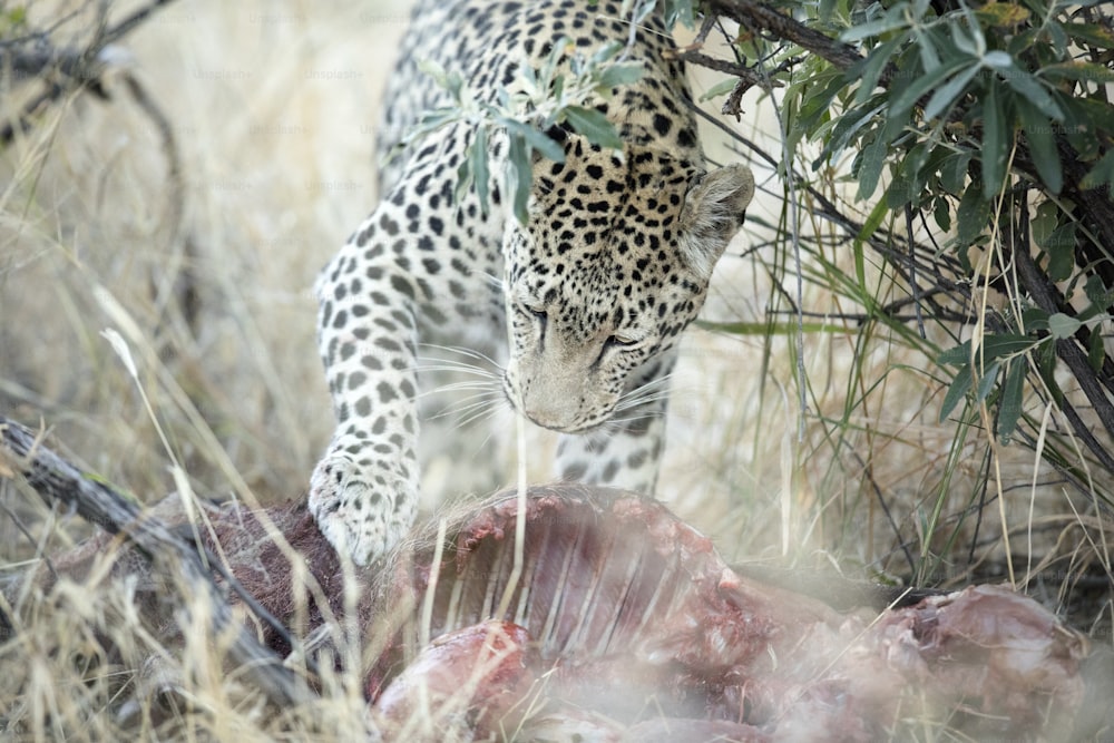 Leopardo em um javali matar em vegetação rasteira espessa.