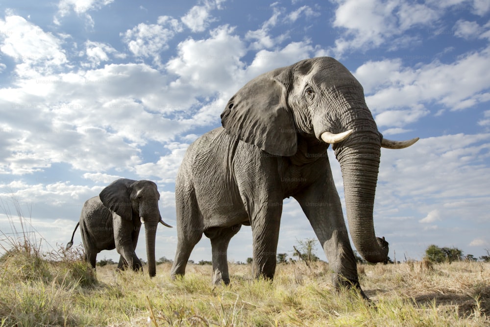 Un ángulo bajo de un elefante en Botsuana