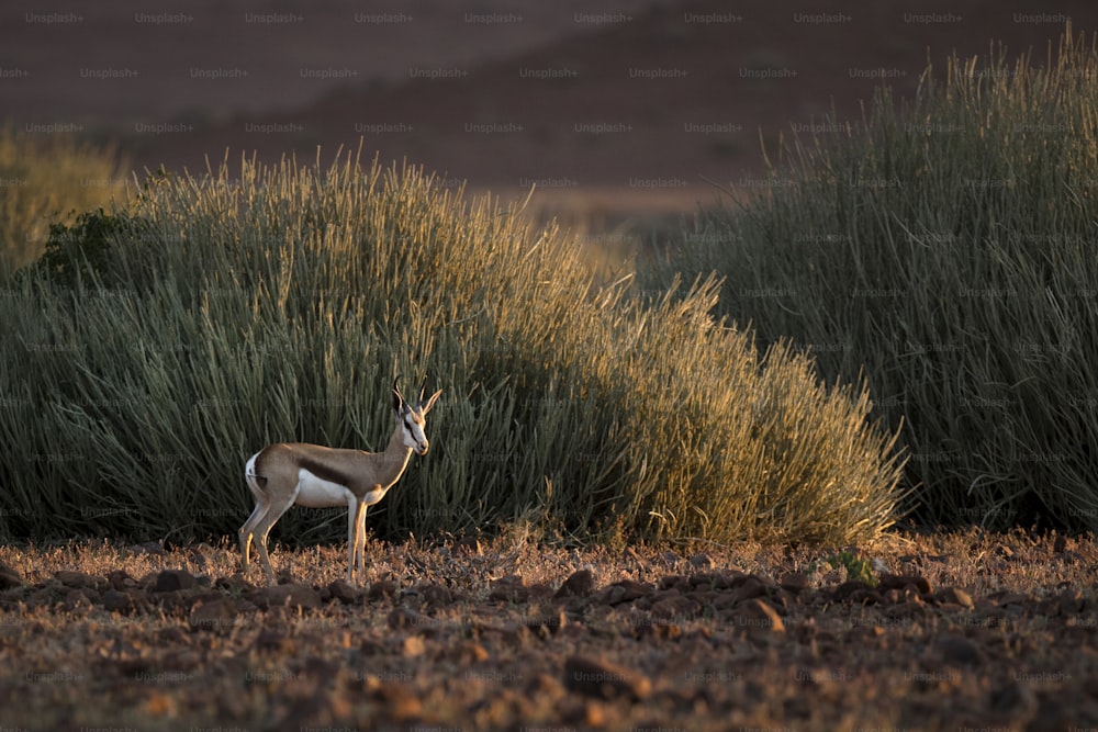 Springbok nella concessione di Palmwag, Namibia.