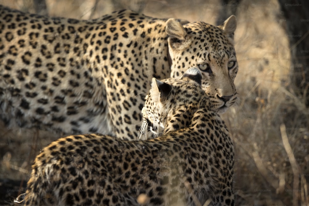 Madre y cachorro de leopardo en el sol de la mañana