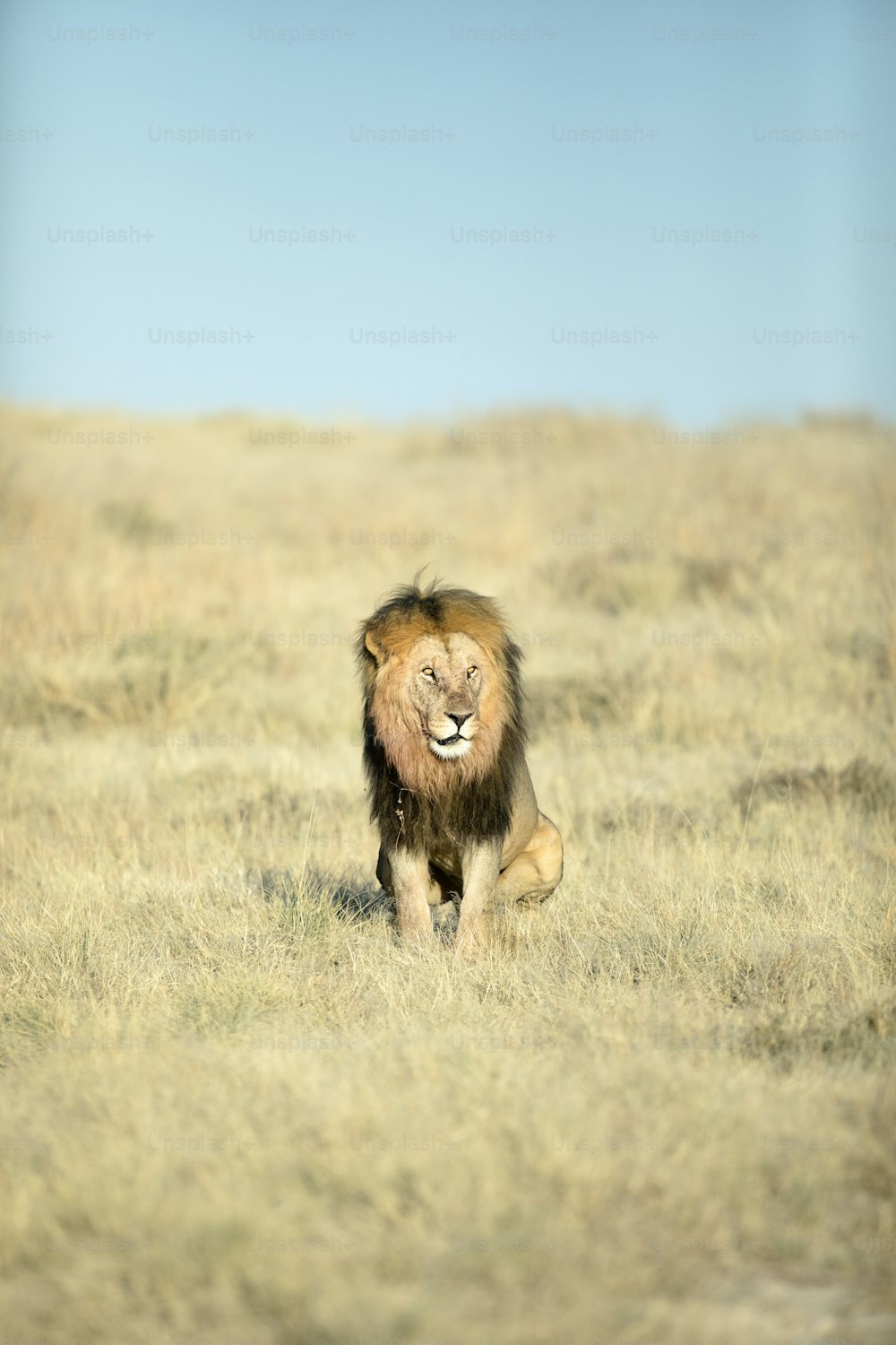 Un león macho con sangre en su melena en el Parque Nacional de Etosha, Namibia.