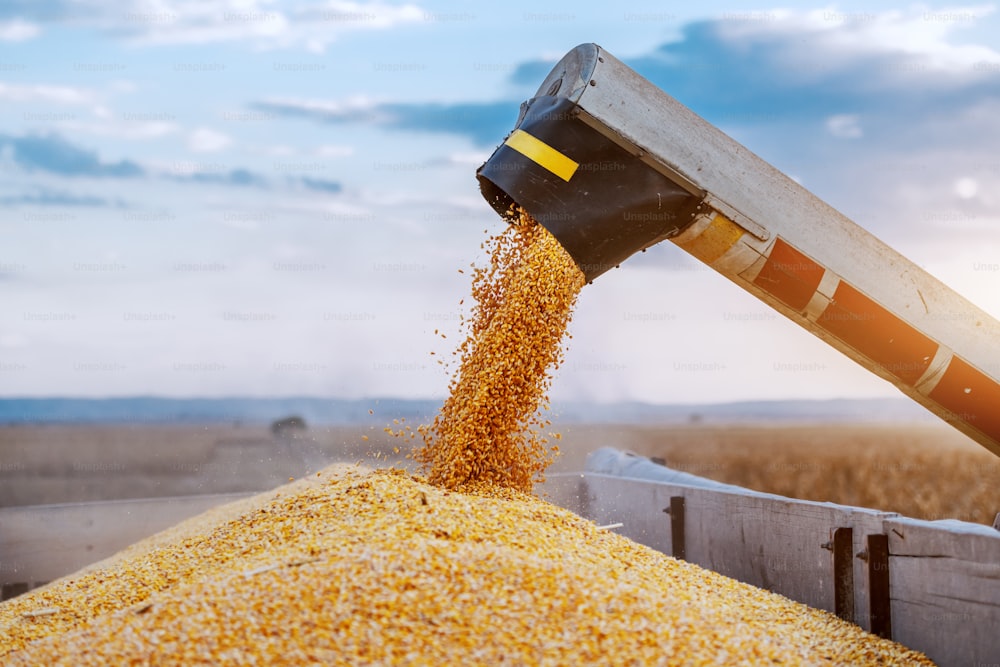 Máquina para separar granos de maíz trabajando en el campo y llenando remolque de tractor con maíz. Tiempo de otoño. Concepto de cría.