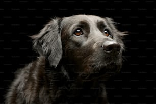 Portrait d’un adorable chien de race mixte, pris en studio, isolé sur noir.