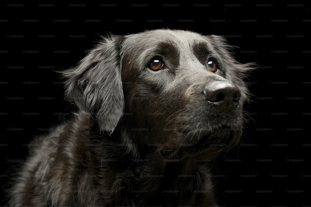 Portrait of an adorable mixed breed dog, studio shot, isolated on black.