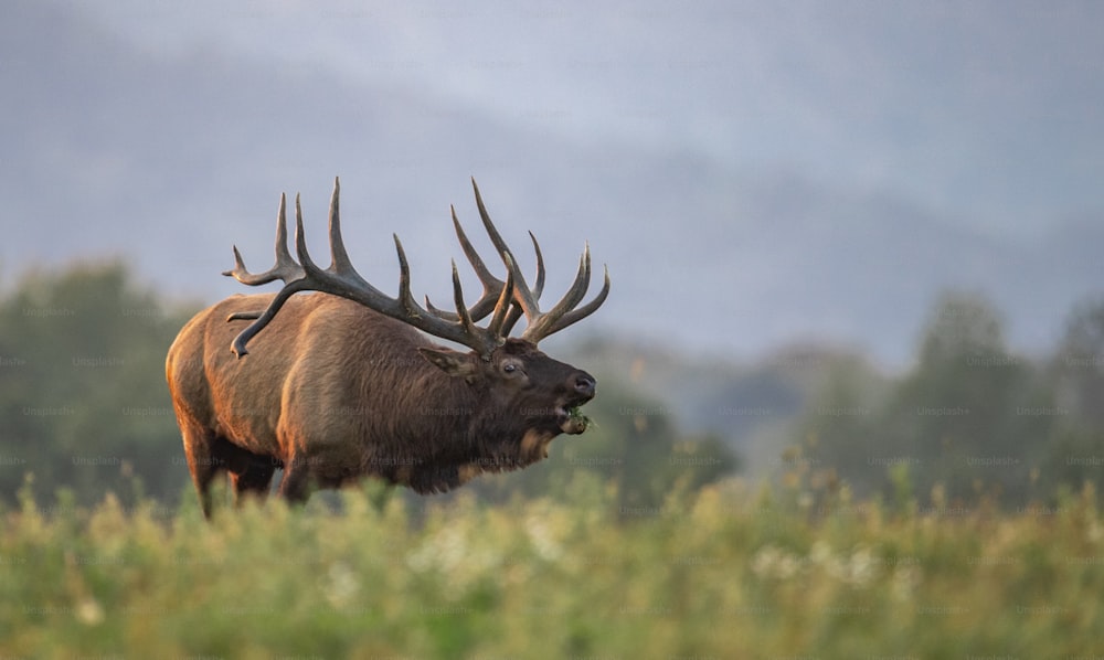 An elk in Pennsylvania