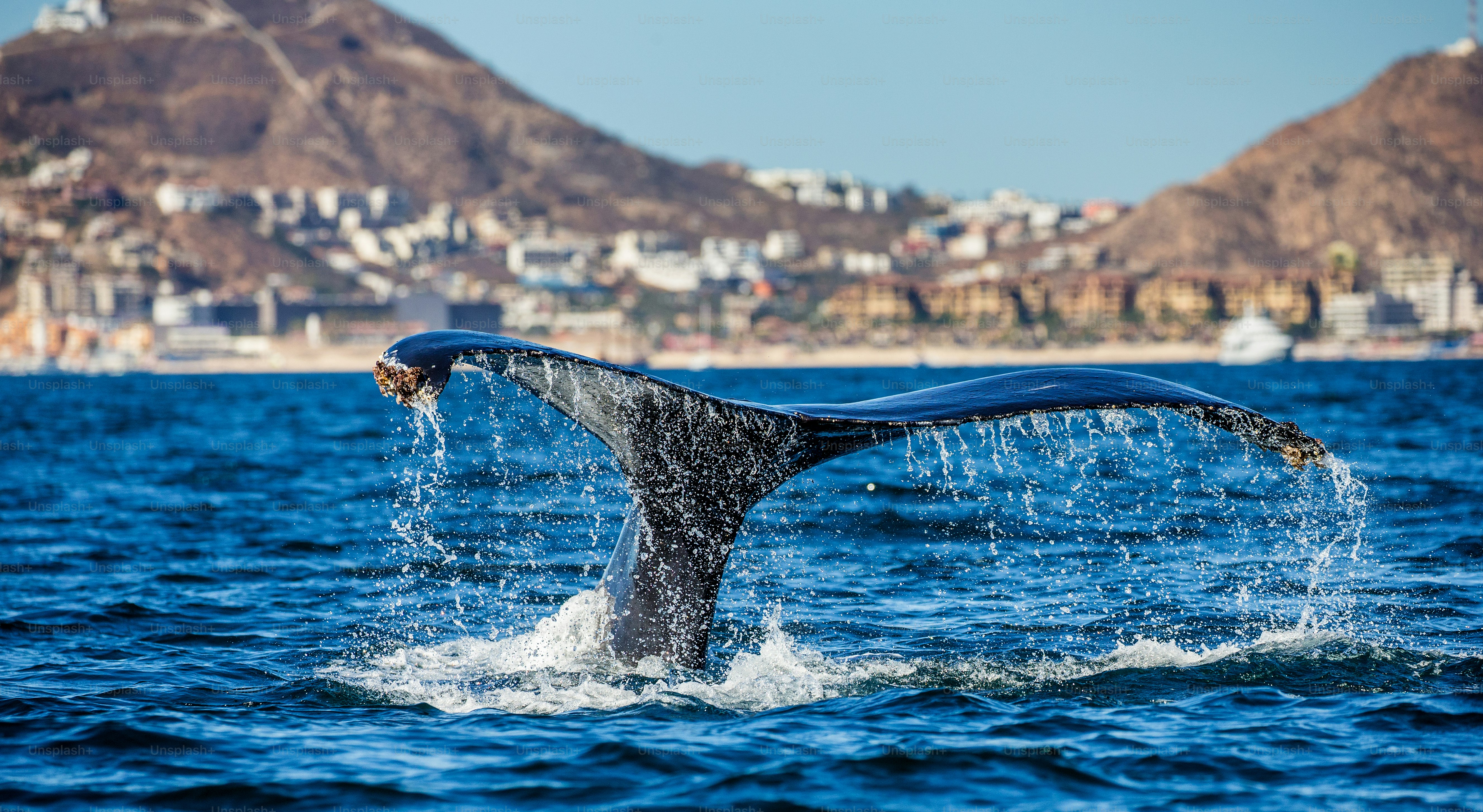 Tail of the humpback whale. Mexico. Sea of Cortez. California Peninsula . An excellent illustration.