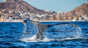ザトウクジラの尻尾。メキシコ。コルテスの海。カリフォルニア半島。素晴らしいイラストです。