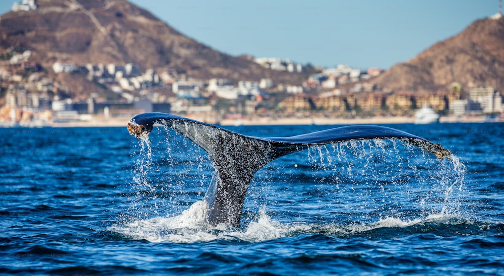 Tail of the humpback whale. Mexico. Sea of Cortez. California Peninsula . An excellent illustration.