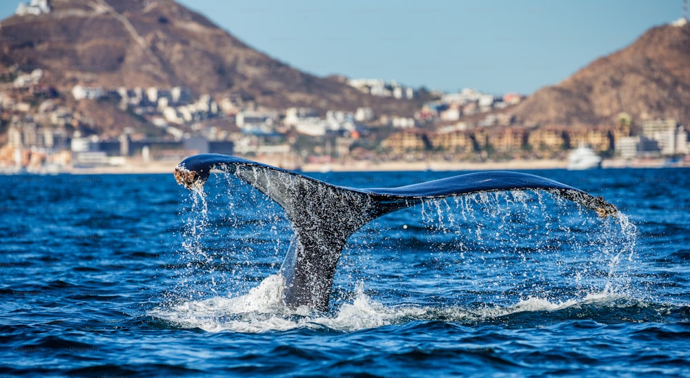 Cauda da baleia jubarte. México. Mar de Cortez. Península da Califórnia . Uma excelente ilustração.