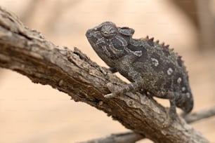 Chameleon in a desert looking for food