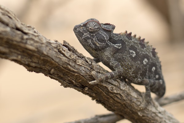 Etosha & Sossusvlei, Namibia