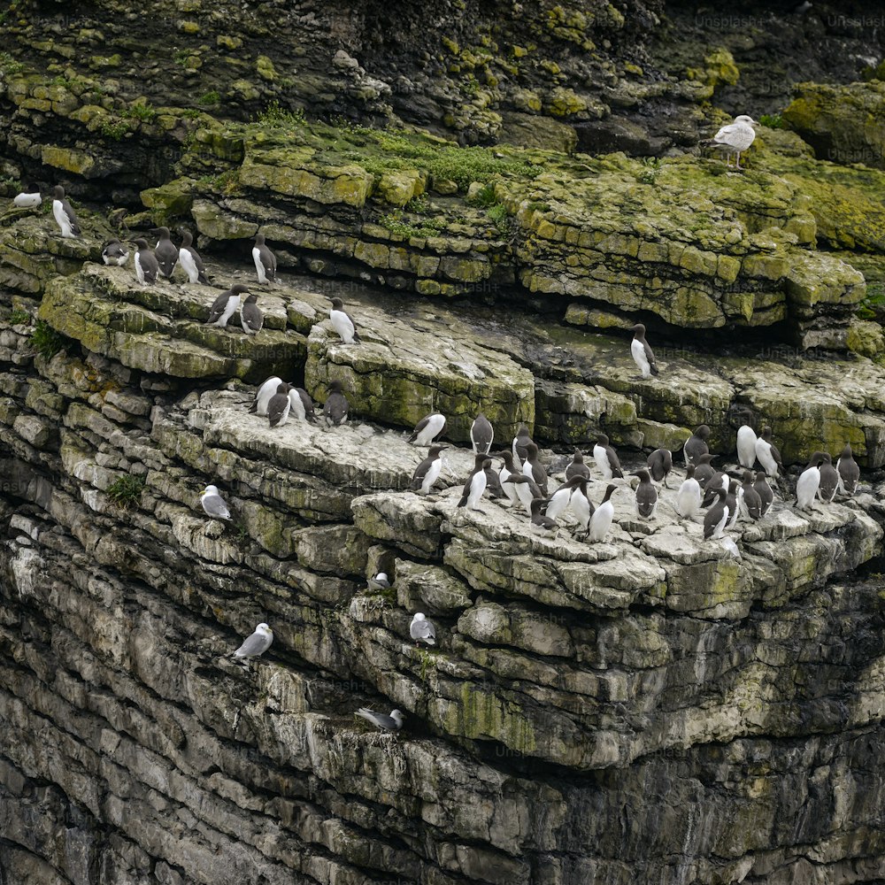 Common guillemots Uria Aalge nesting on sides of cliffs in Anglesey Wales