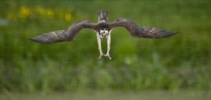 An osprey in Southern Florida