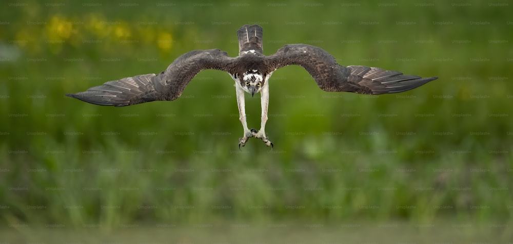 An osprey in Southern Florida