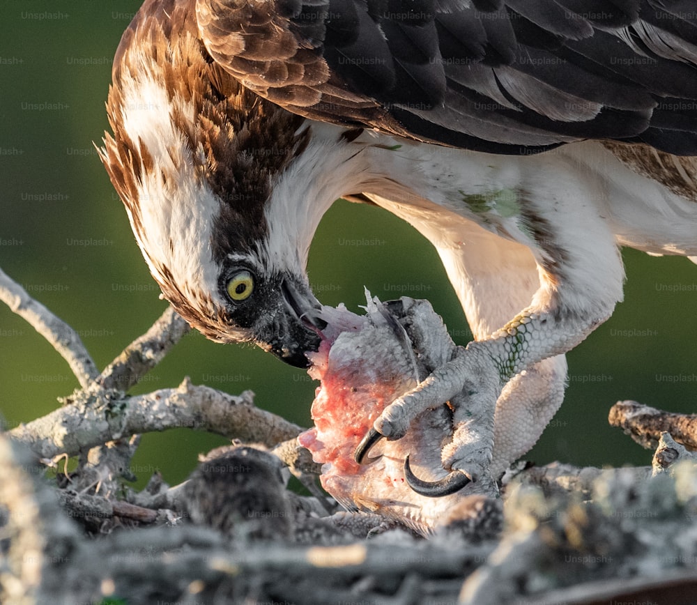 An osprey in Southern Florida