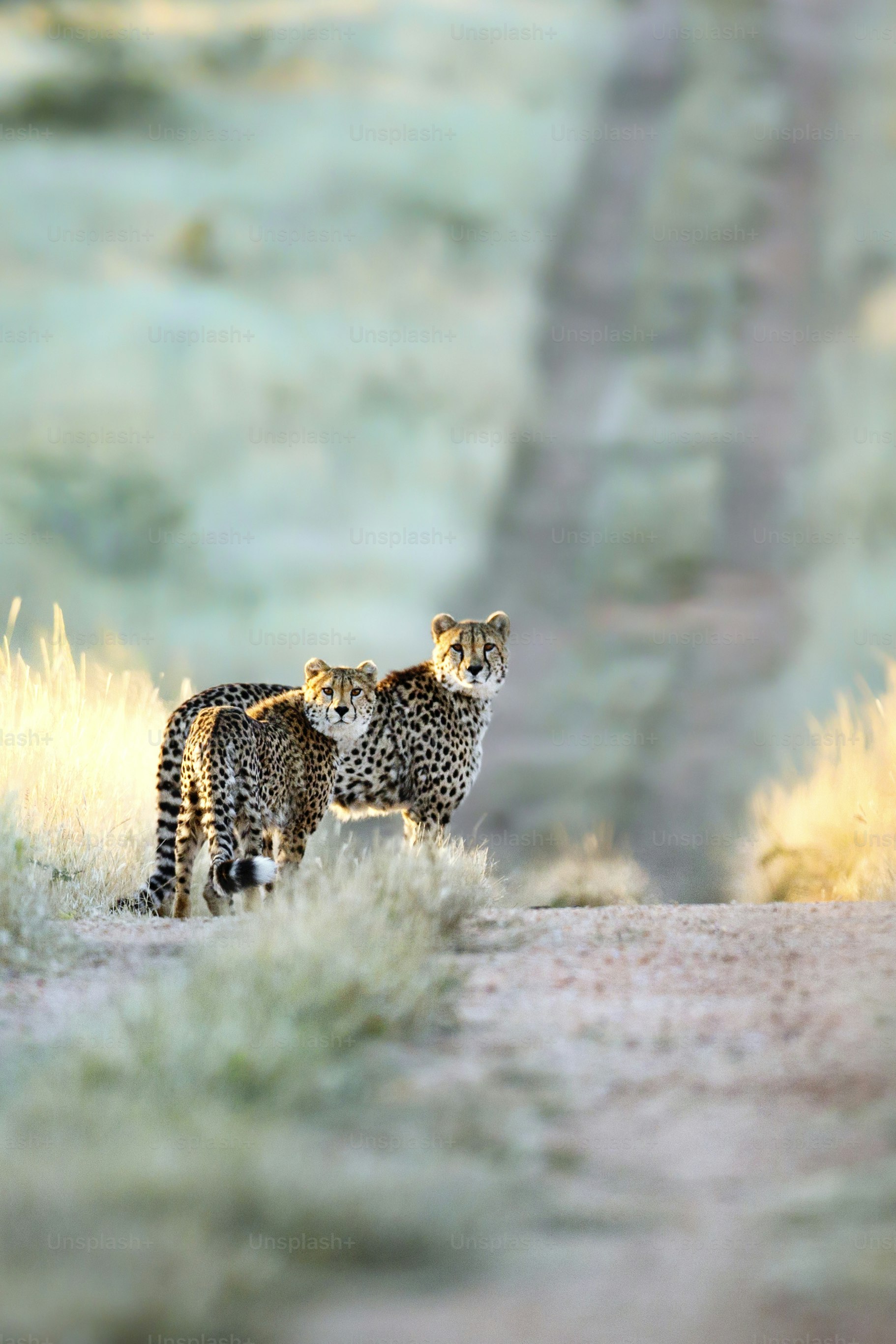 Dos guepardos en la última luz del día