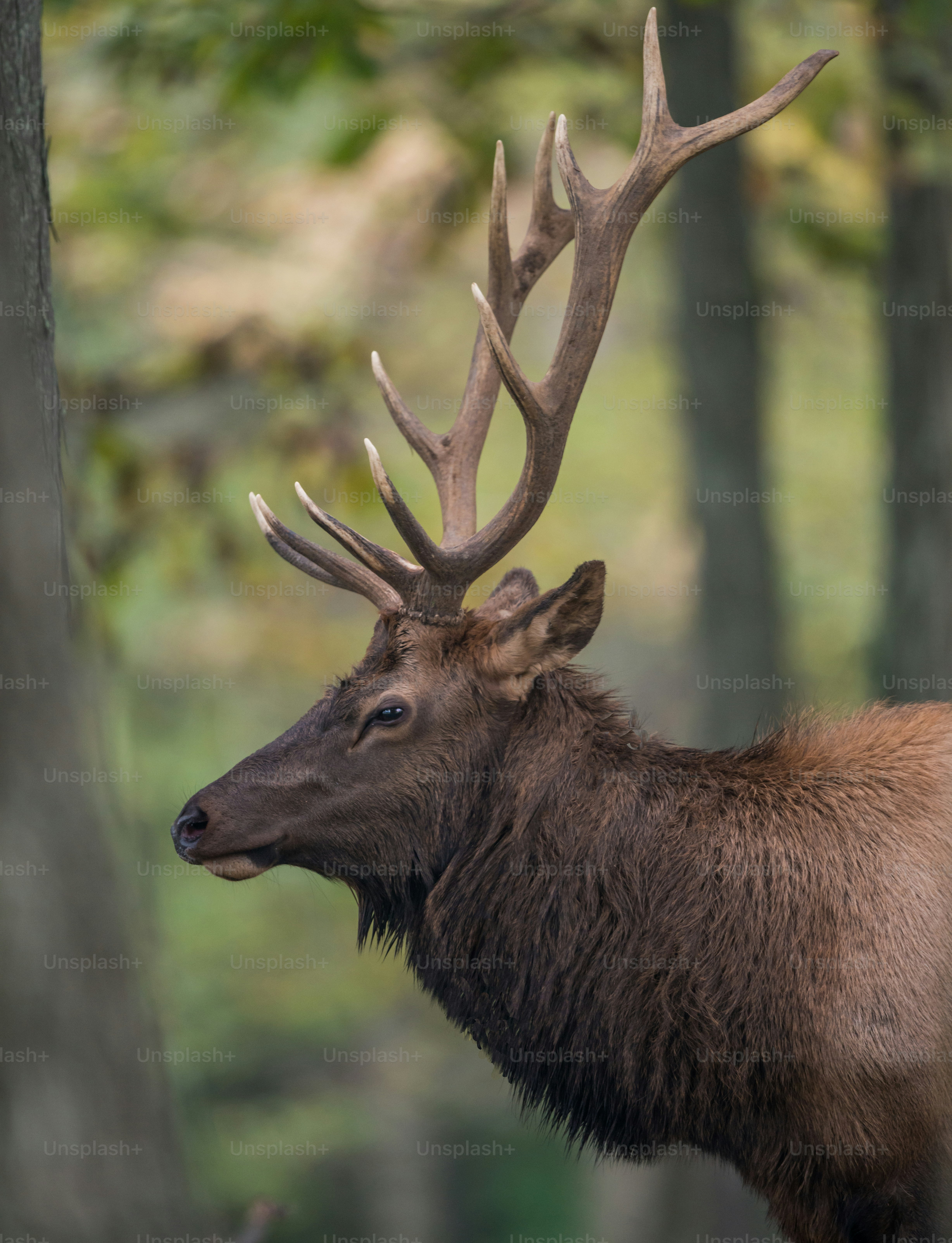 An elk in Pennsylvania