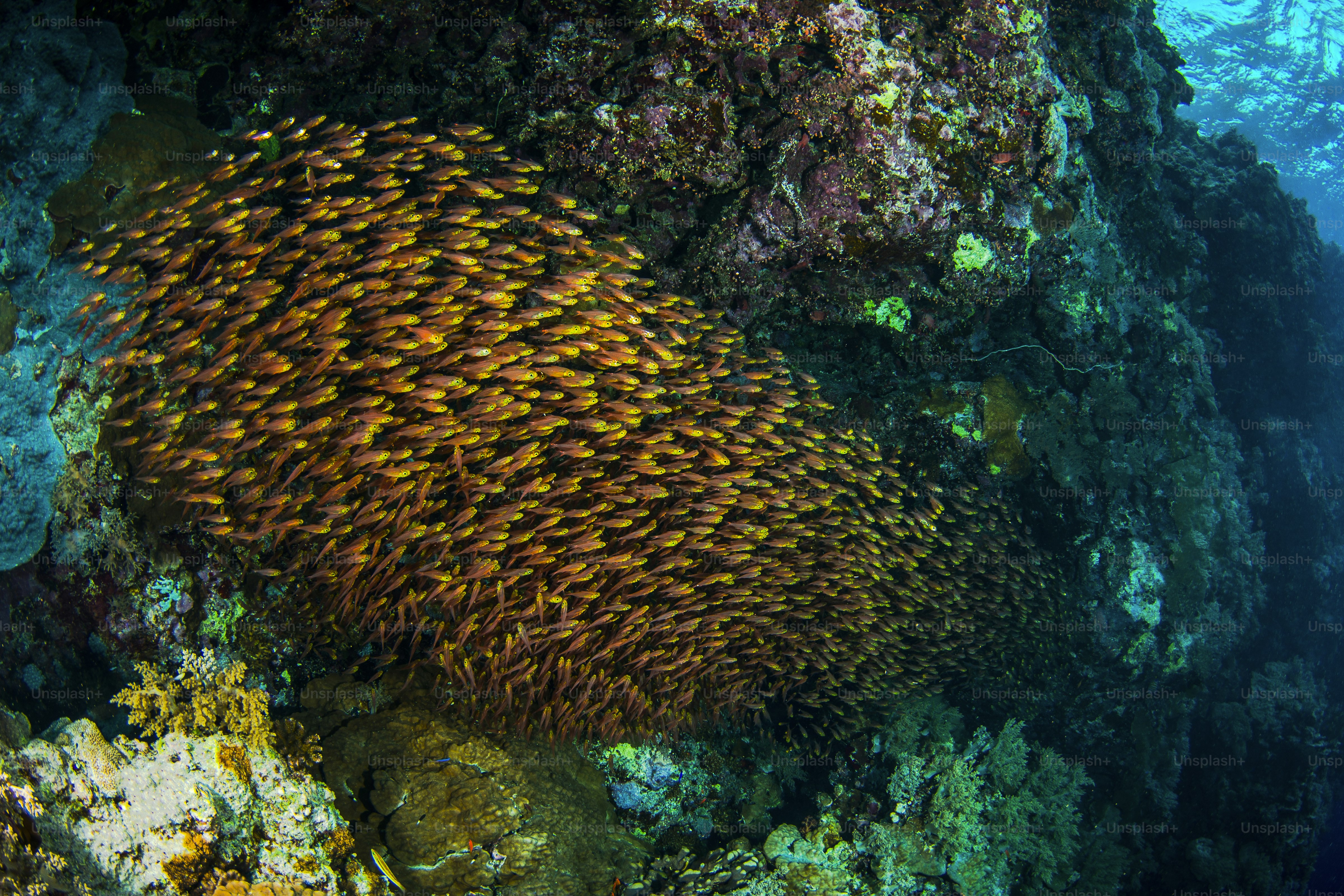 A School of Glass Fish in Red Sea