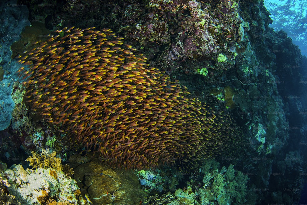 Um cardume de peixes de vidro no Mar Vermelho
