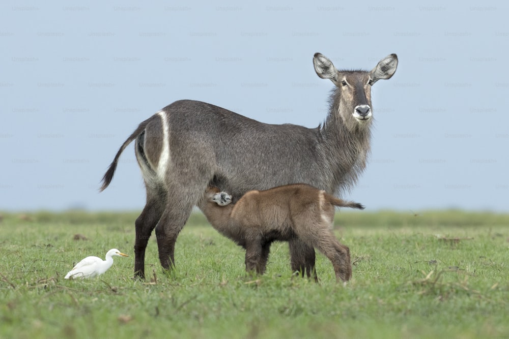 Female waterbuck and young with blue and green background