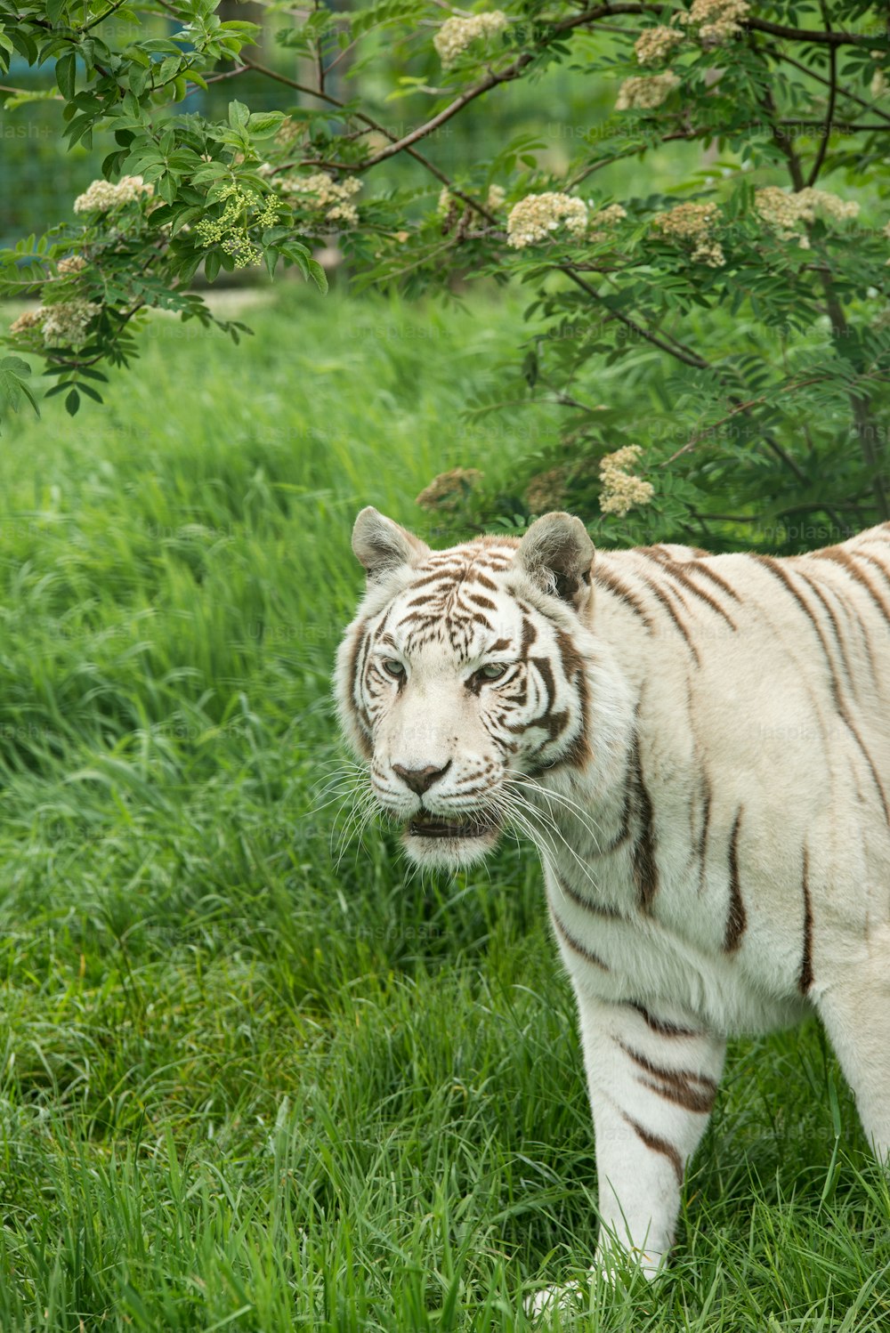 Atemberaubendes Porträtbild des hybriden weißen Tigers Panthera Tigris in lebendiger Landschaft und Laub