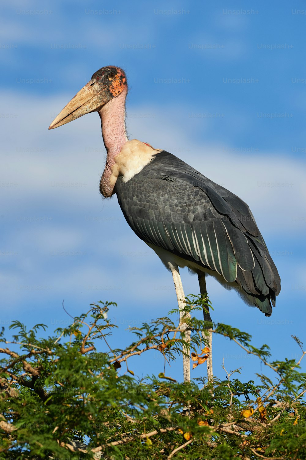 Big and ugly marabou stork photographed on the top of a tree.