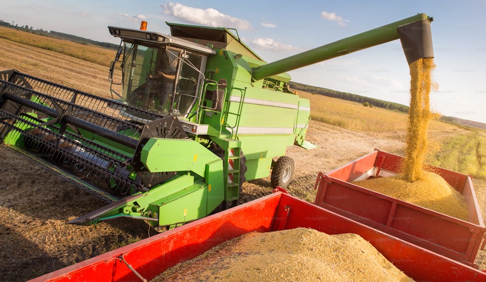 Pouring soy bean into tractor trailer after harvest