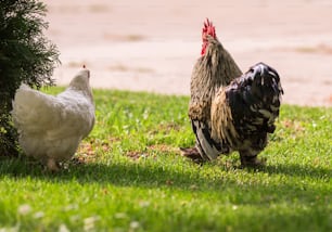 White hen and rooster in the garden
