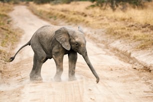 Baby elephant crossing a dirt track in a park in Tanzania
