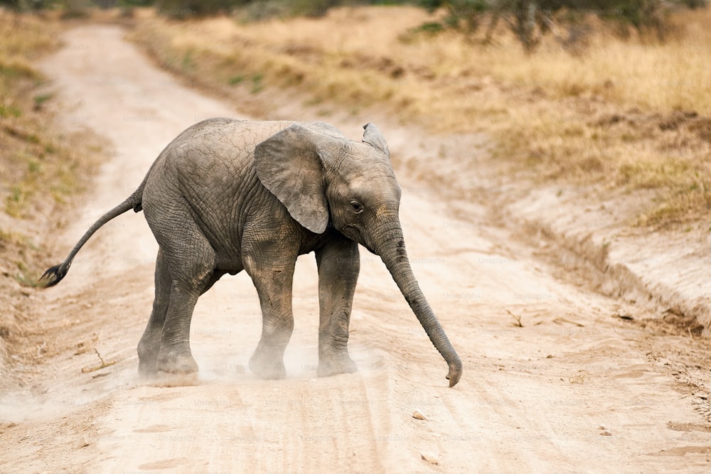 Baby elephant crossing a dirt track in a park in Tanzania