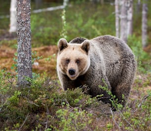 Brown bear looking for food in Finnish forest