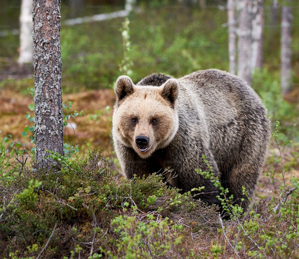 フィンランドの森で餌を探すヒグマ
