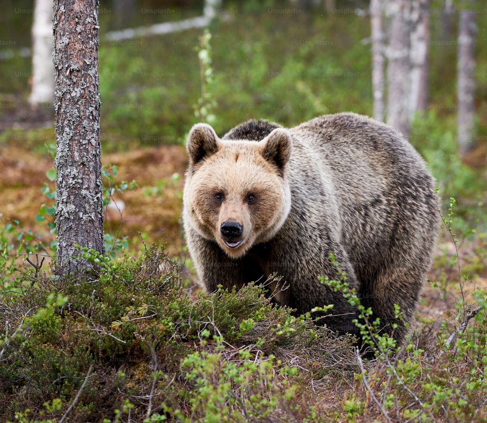 Urso pardo à procura de comida na floresta finlandesa