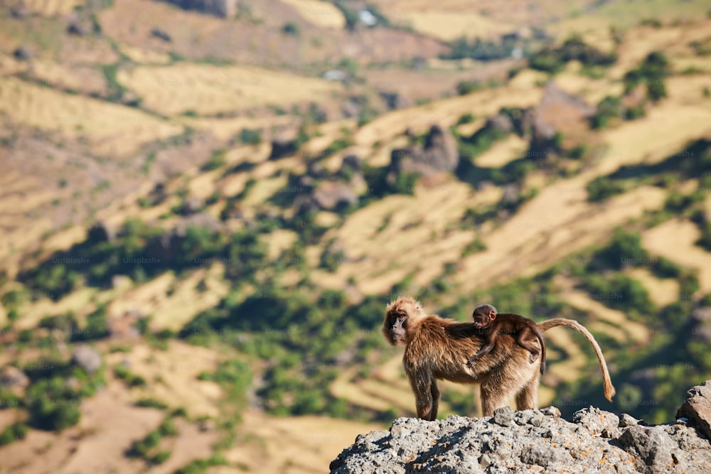 Madre gelada babuino y su pequeño aferrado a su espalda