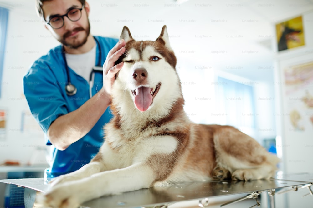 Veterinarian cuddling husky dog in clinics