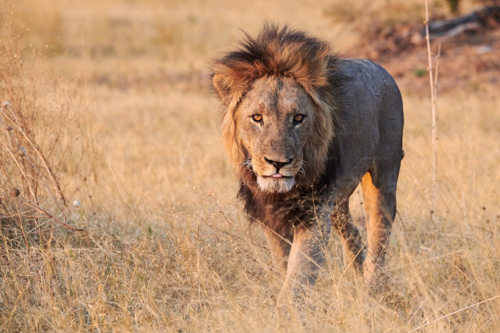 아름답고 거대한 수컷 사자 (표범 속 레오), 진짜 왕, 야생 아프리카 수풀에서 위엄있게 걷고.