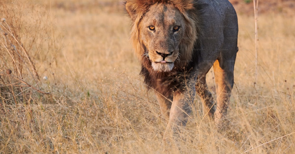 Foto zum Thema Schöner und riesiger männlicher Löwe (Panthera leo), ein