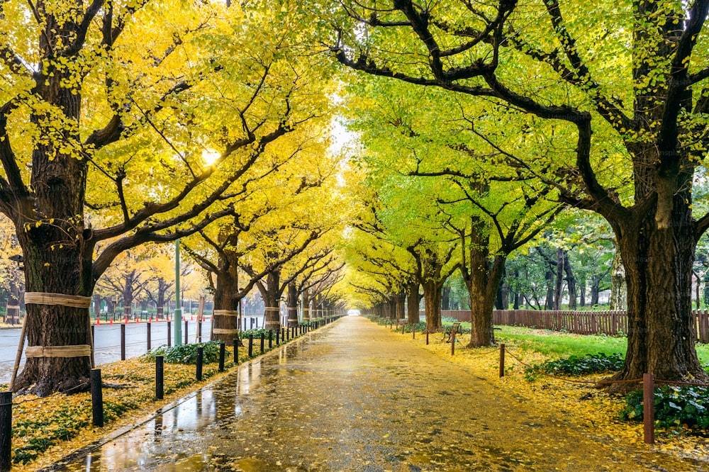 Fila di albero giallo di ginkgo in autunno. Parco autunnale a Tokyo, Giappone.