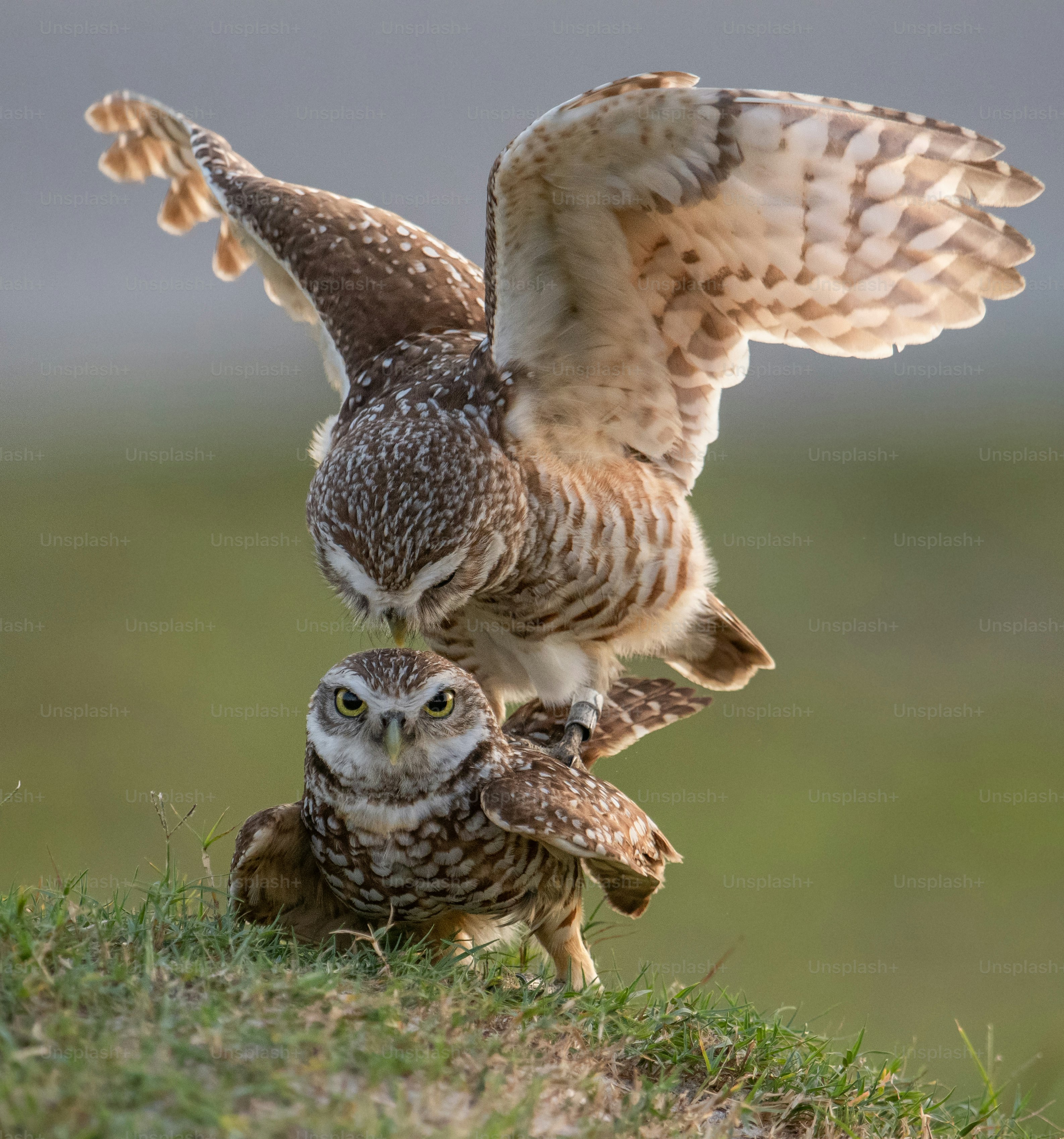 Un búho de madriguera en Cape Coral, Florida.