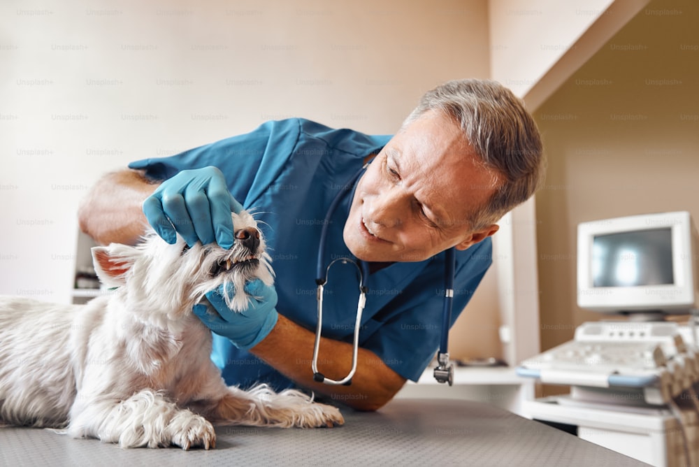 I won't hurt you. Kind veterinar checking teeth of a small dog lying on the table in veterinary clinic. Pet care concept. Medicine concept. Animal hospital