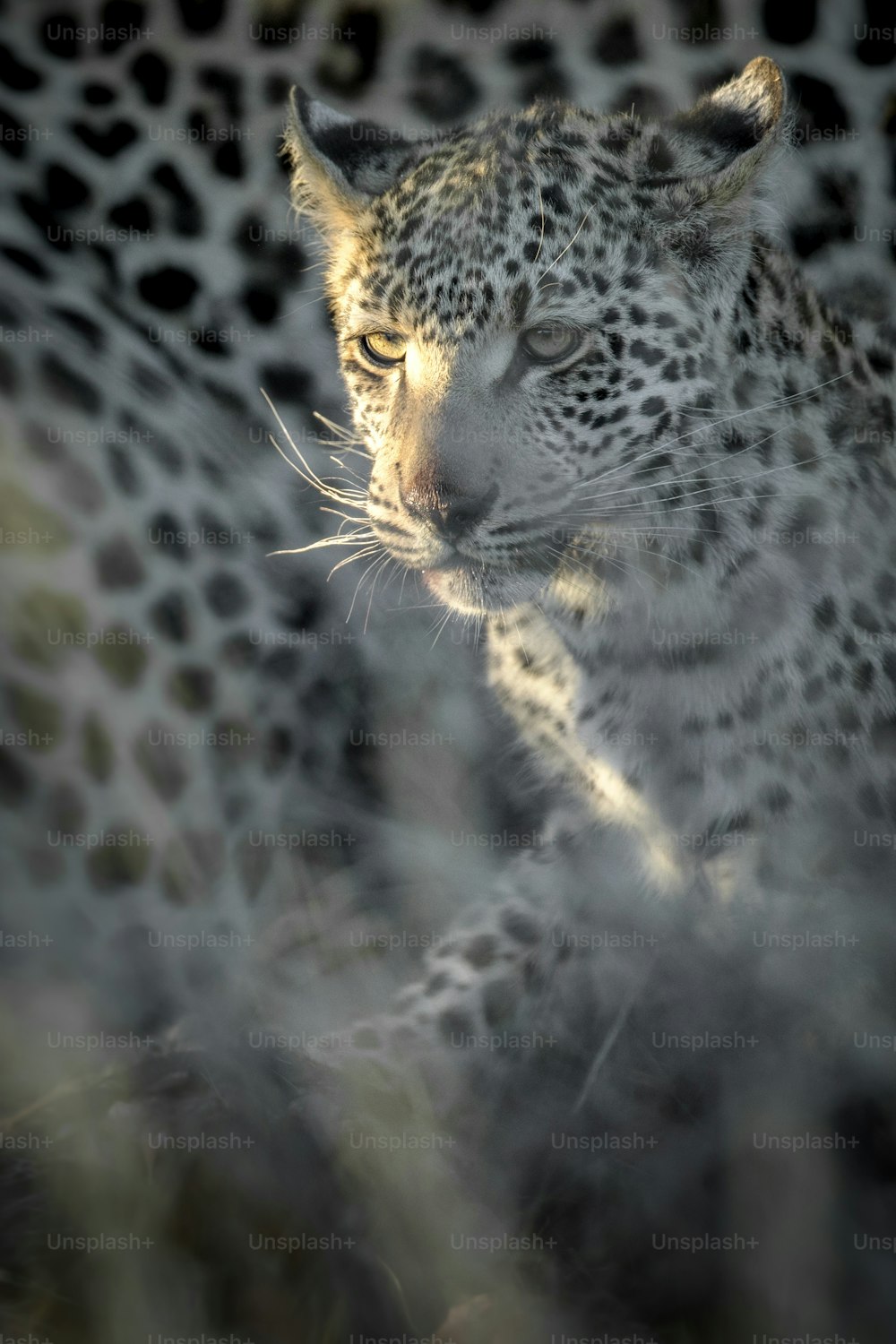 Leopard on a warthog kill in thick undergrowth, Namibia.
