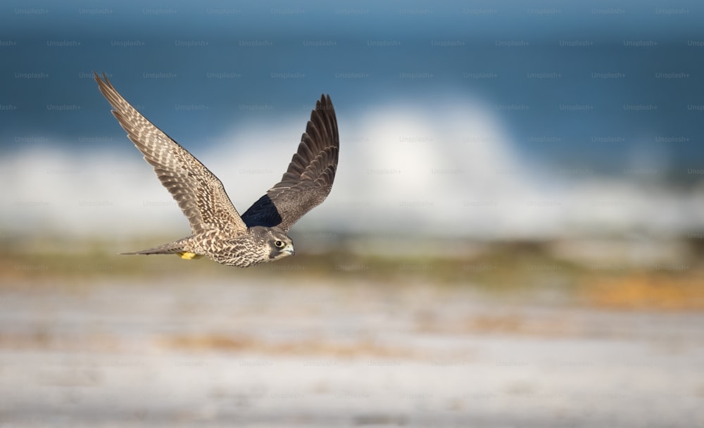 A peregrine falcon in New Jersey